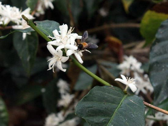 Honeybee on a coffee flower