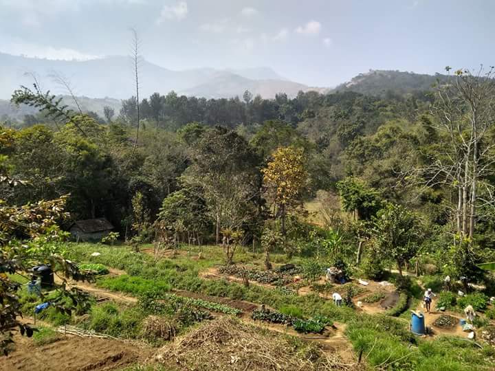 The Organic Vegetable Garden