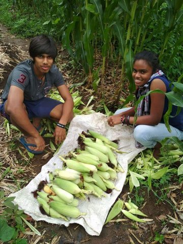Corn in the farm